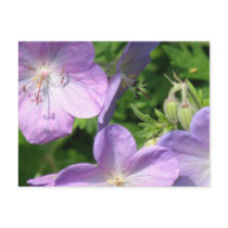 Geranium Postcard