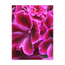 Geranium Postcards
