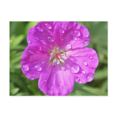 Geranium Post Card by SuRi_Photography