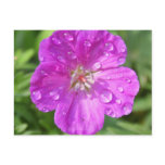 Geranium postcards