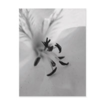 Geranium Postcard B&W
