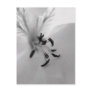 Geranium Postcard B&W