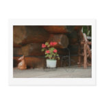 Geranium Postcards