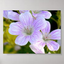 Geranium Posters