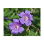 Geranium pratense post card