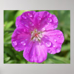 Geranium Print