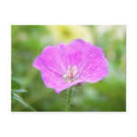 Geranium Sanguineum Flower Post Cards