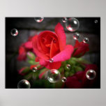 Geranium Spot Light With Bubble Canvas/Poster posters