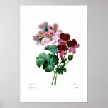 Geranium varieties posters