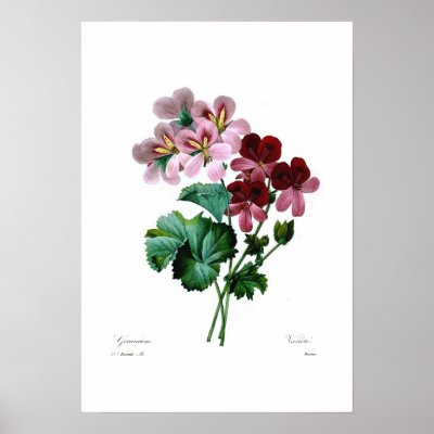 Geranium varieties posters by Botany_Boy