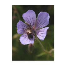 Geranium with Bee Postcard