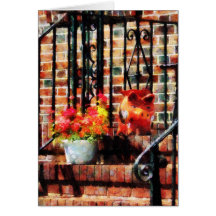 Geraniums and a Pig Cards