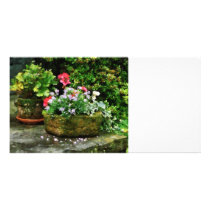 Geraniums and Lavender Flowers on Stone Steps