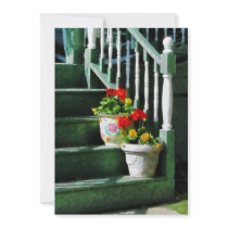 Geraniums and Pansies on Steps