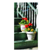 Geraniums and Pansies on Steps