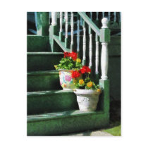 Geraniums and Pansies on Steps
