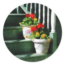 Geraniums and Pansies on Steps