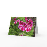 Geraniums Card