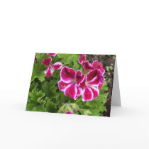 Geraniums Card