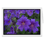 Geraniums cards