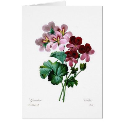 Geraniums Greeting Cards by Botany_Boy
