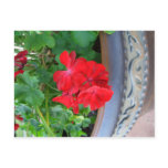 "Geraniums"  CricketDiane Art, Design & Photograph Post Card