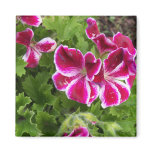Geraniums Magnet