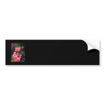 Geraniums. Pelargonium flowers. Bumper Sticker
