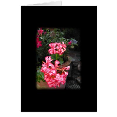 Geraniums. Pelargonium flowers. Greeting Cards by PsyborgAli