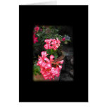 Geraniums. Pelargonium flowers. Custom cards