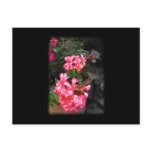 Geraniums. Pelargonium flowers. Custom postcards
