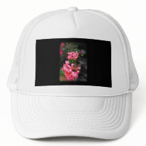 Geraniums. Pelargonium flowers. Hats