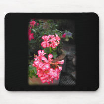 Geraniums. Pelargonium flowers. Mouse Pad