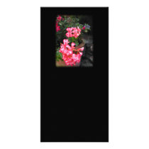Geraniums. Pelargonium flowers. Photo Cards