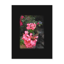 Geraniums. Pelargonium flowers. Post Card