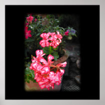 Geraniums. Pelargonium flowers. Poster