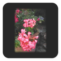 Geraniums. Pelargonium flowers. Stickers