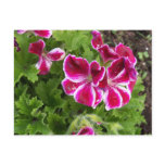 Geraniums Postcard