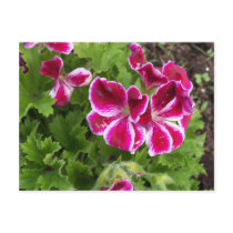 Geraniums Postcard