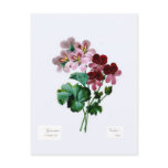 Geraniums postcards