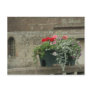 Geraniums Post Cards