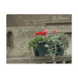 Geraniums postcards