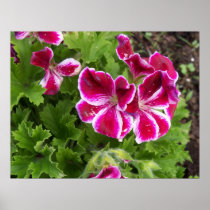 Geraniums Poster