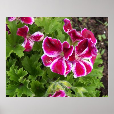 Geraniums Poster by stonedorphotos
