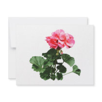 Geraniums Standing Tall