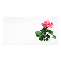 Geraniums Standing Tall