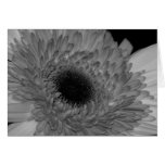 Gerber B&W Greeting Cards