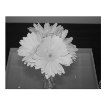 Gerber Daisies Postcard
