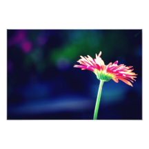 Gerber Daisy at Eastern market Photo Print