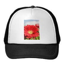 Gerber Daisy Dew Hats